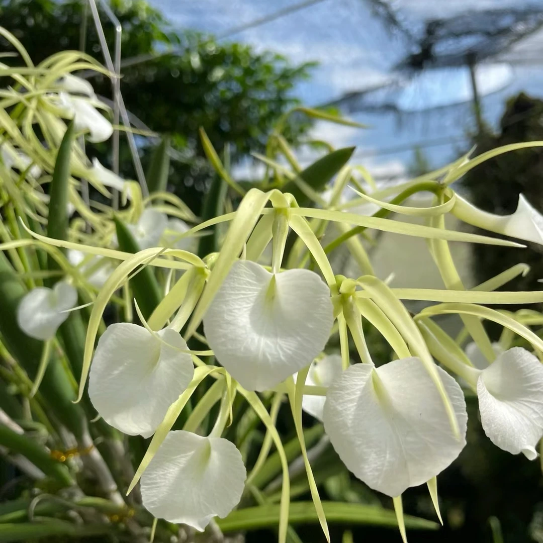 【南诏甄选】泰国原种卡特兰 白拉索夜夫人，养植难度低，花香 稀缺