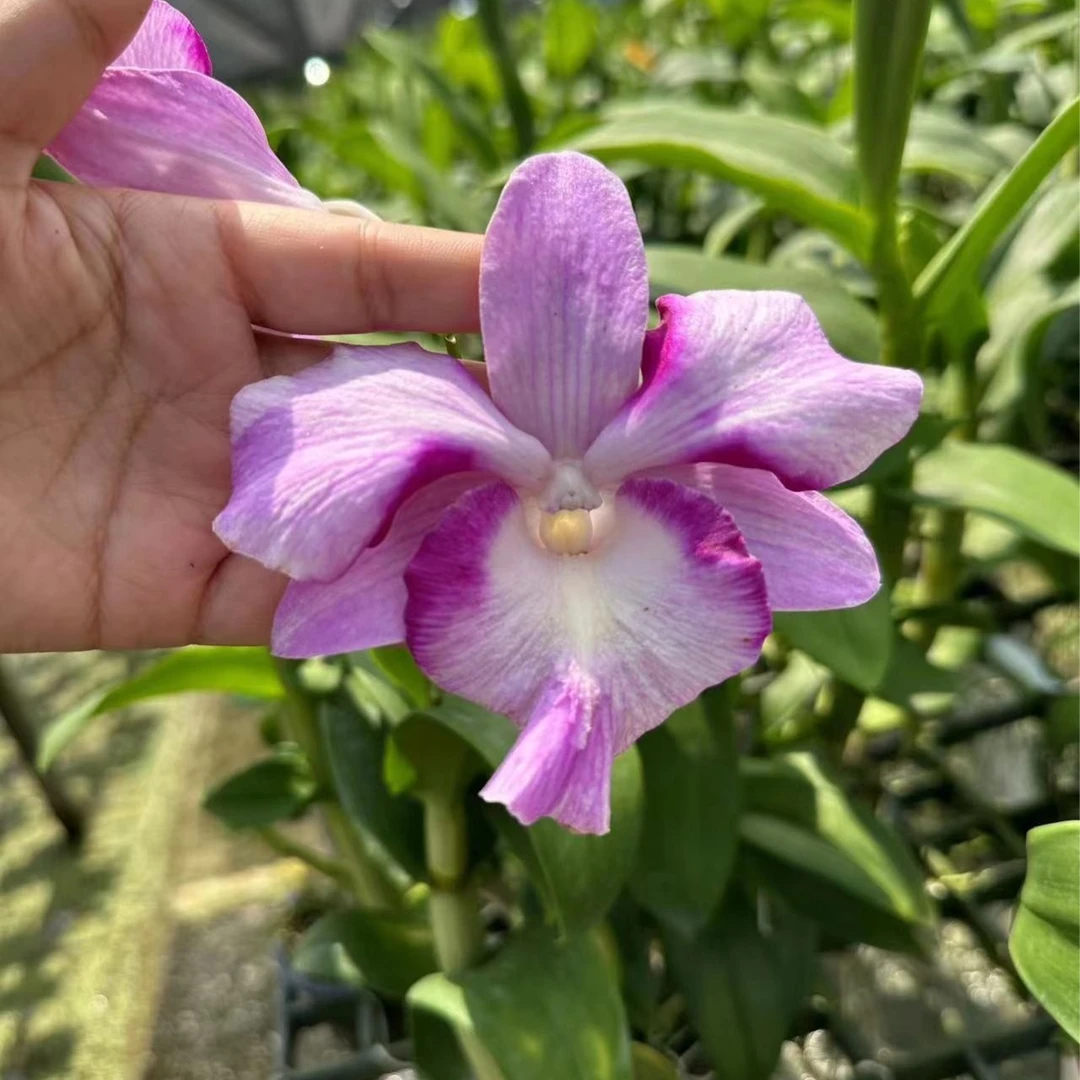【南诏优选】凌芹 石斛兰杂卡特兰，花超级大、花期长、花香