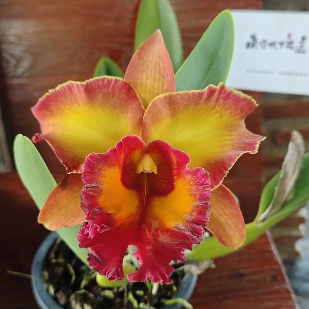 【南诏优选】泰国 金糖幻想卡特兰，植成活养护难度低，花香花期长