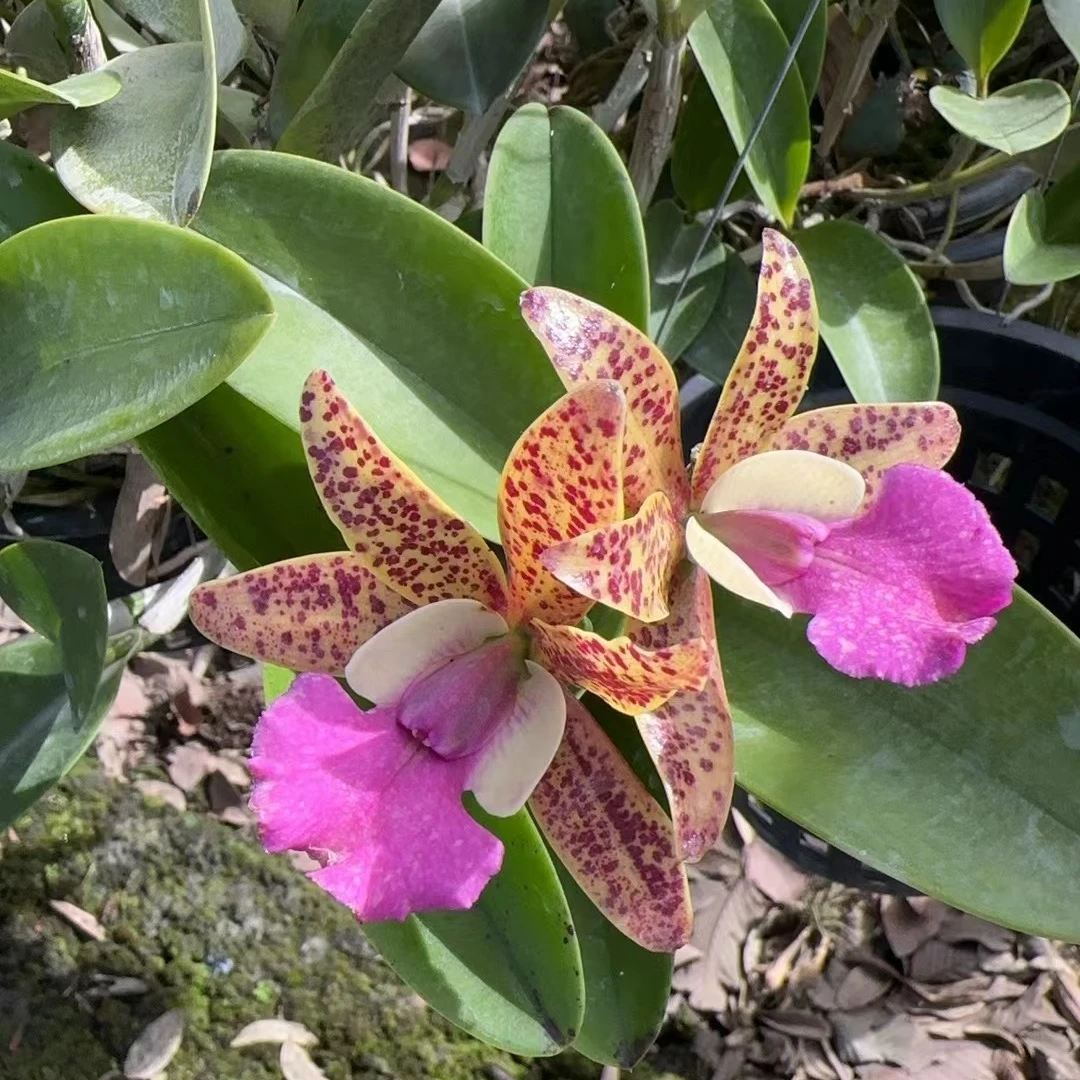 【南诏甄选】泰国大花卡特兰 豹纹雷丽,养植难度低,小号专用