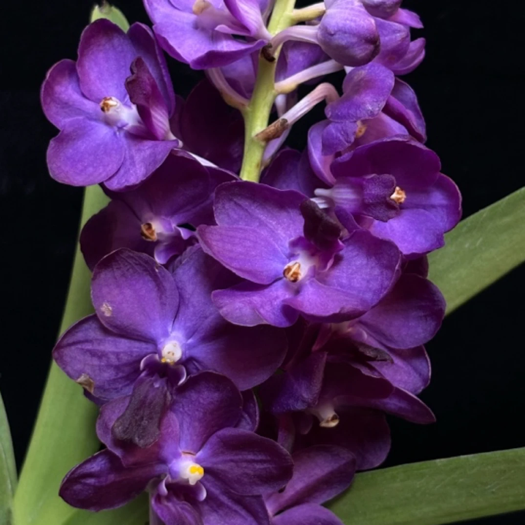 【南诏二级】猎户座 万代兰 花香花艳，爆花量大，花期长