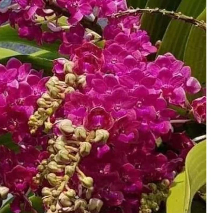 【南诏优选】 红宝石象兰小苗，花大艳丽，爆花量大，花期长，花香浓郁
