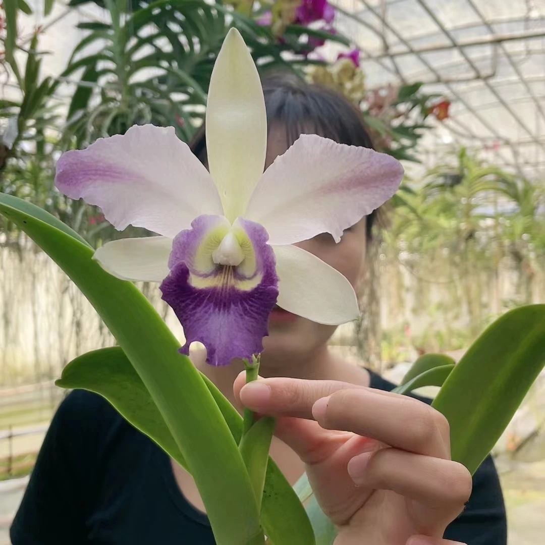【南诏甄选】泰国大花卡特兰 蓝精灵养植难度低，花香 稀缺