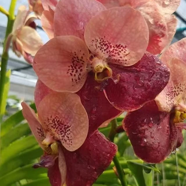 【南诏优选】桃夭万代,花大艳丽,爆花量大,花期长