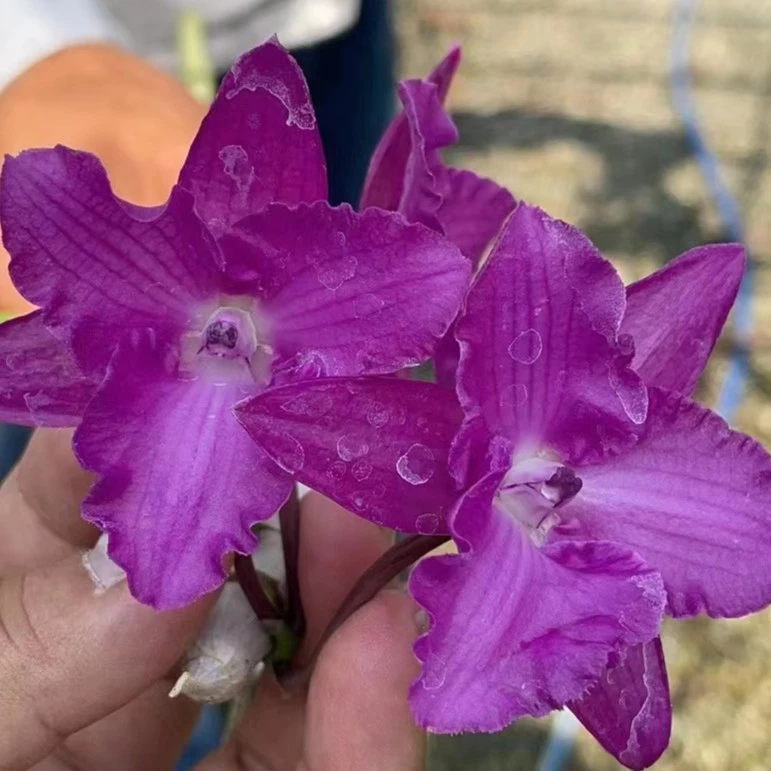 【南诏甄选】泰国 三唇瓣麝香，稀缺，花色艳丽独特