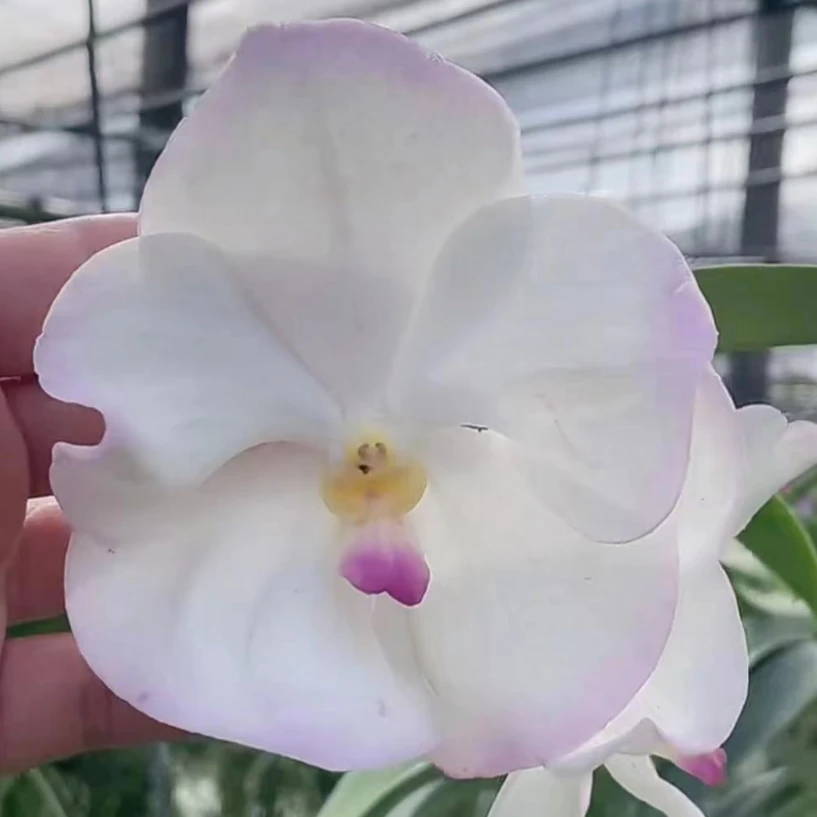 11【南诏优选】雪蝴蝶万代兰，植成活养护难度低，花香花期长