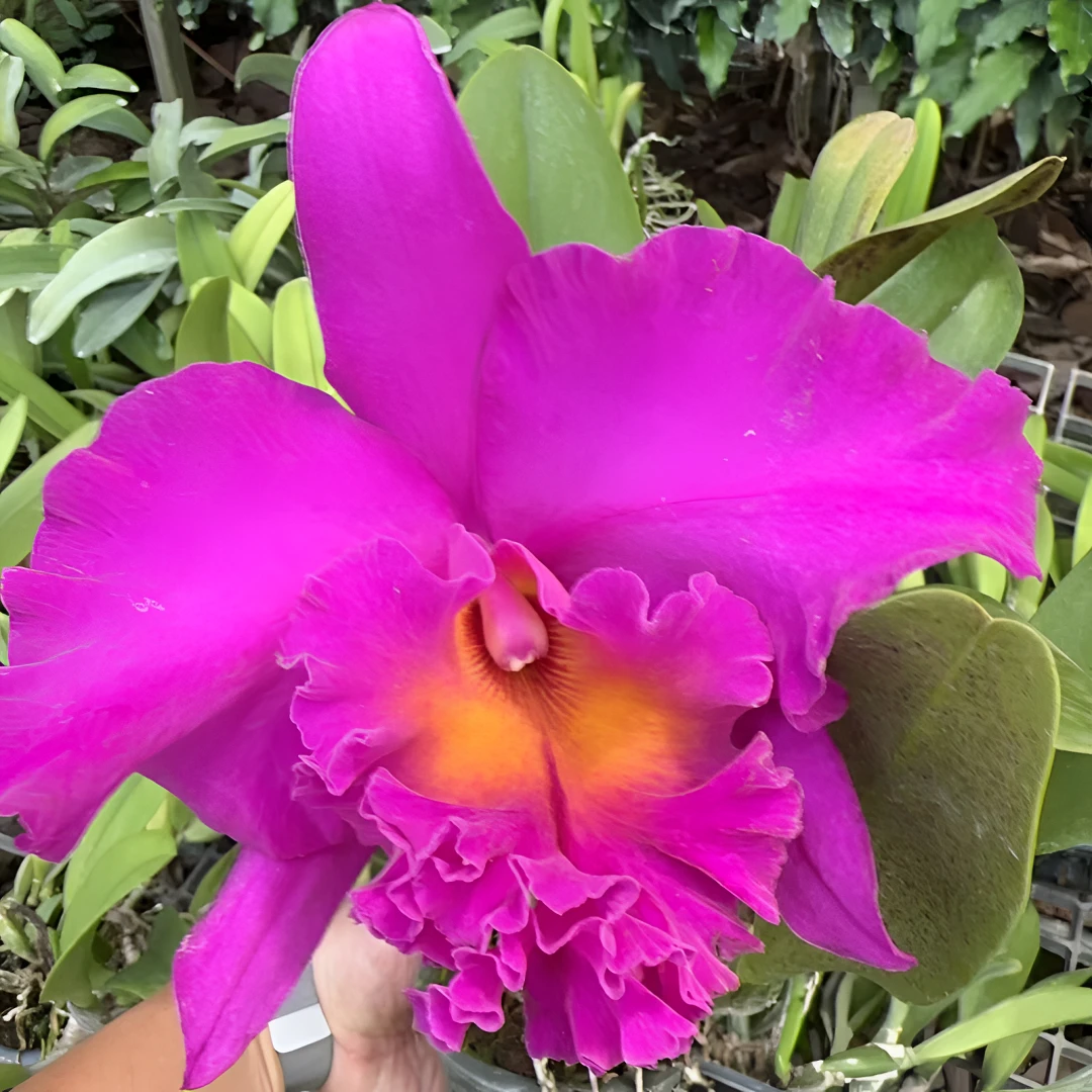 【南诏甄选】泰国卡特兰  泰牛，养植难度低，花香 稀缺