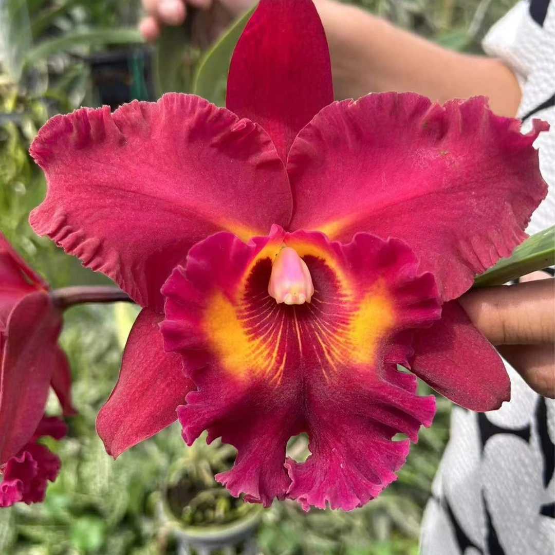 【南诏优选】帕莱娅红 卡特兰，植成活养护难度低，花香花期长