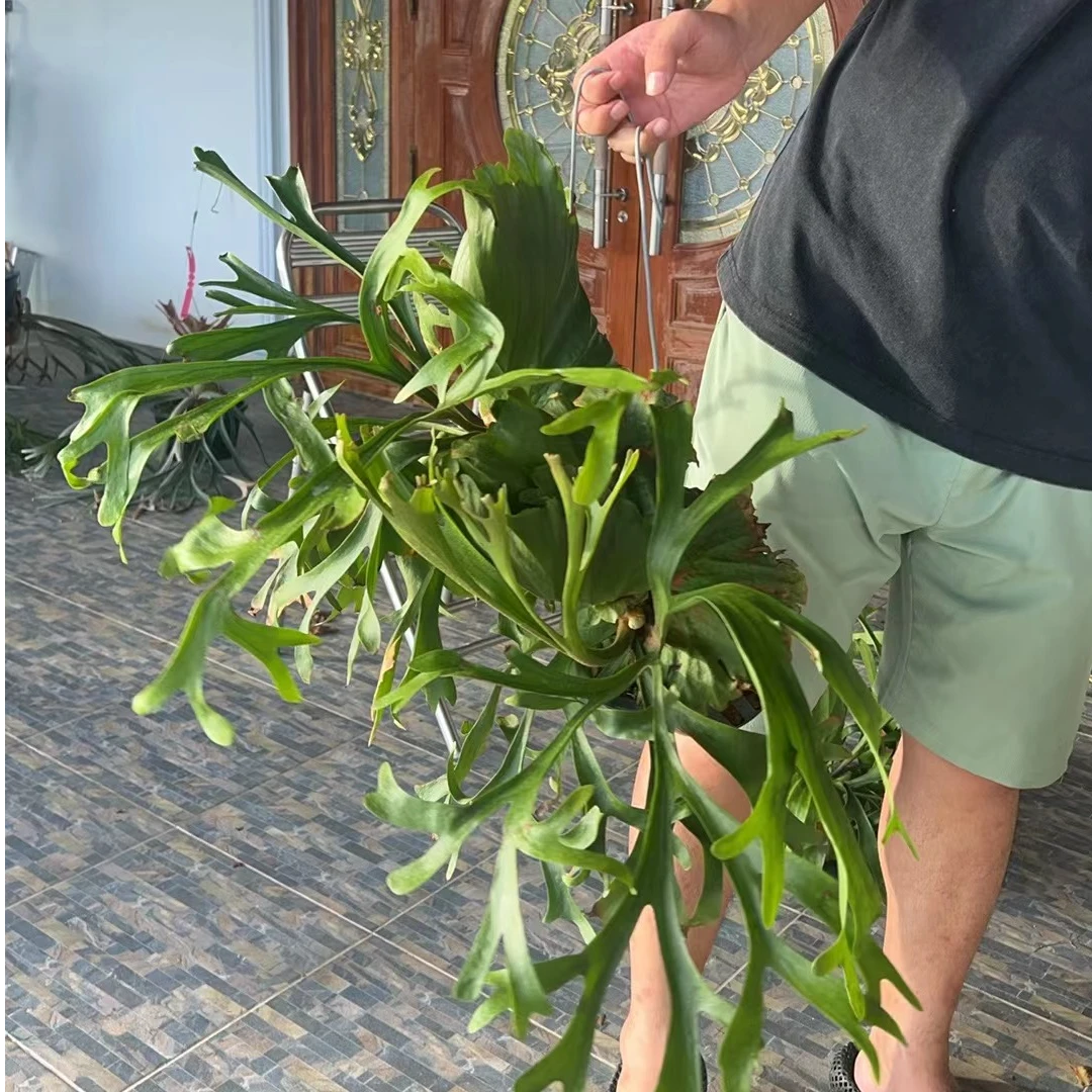 【南诏甄选】鹿角蕨 亚皇直播间专属链接