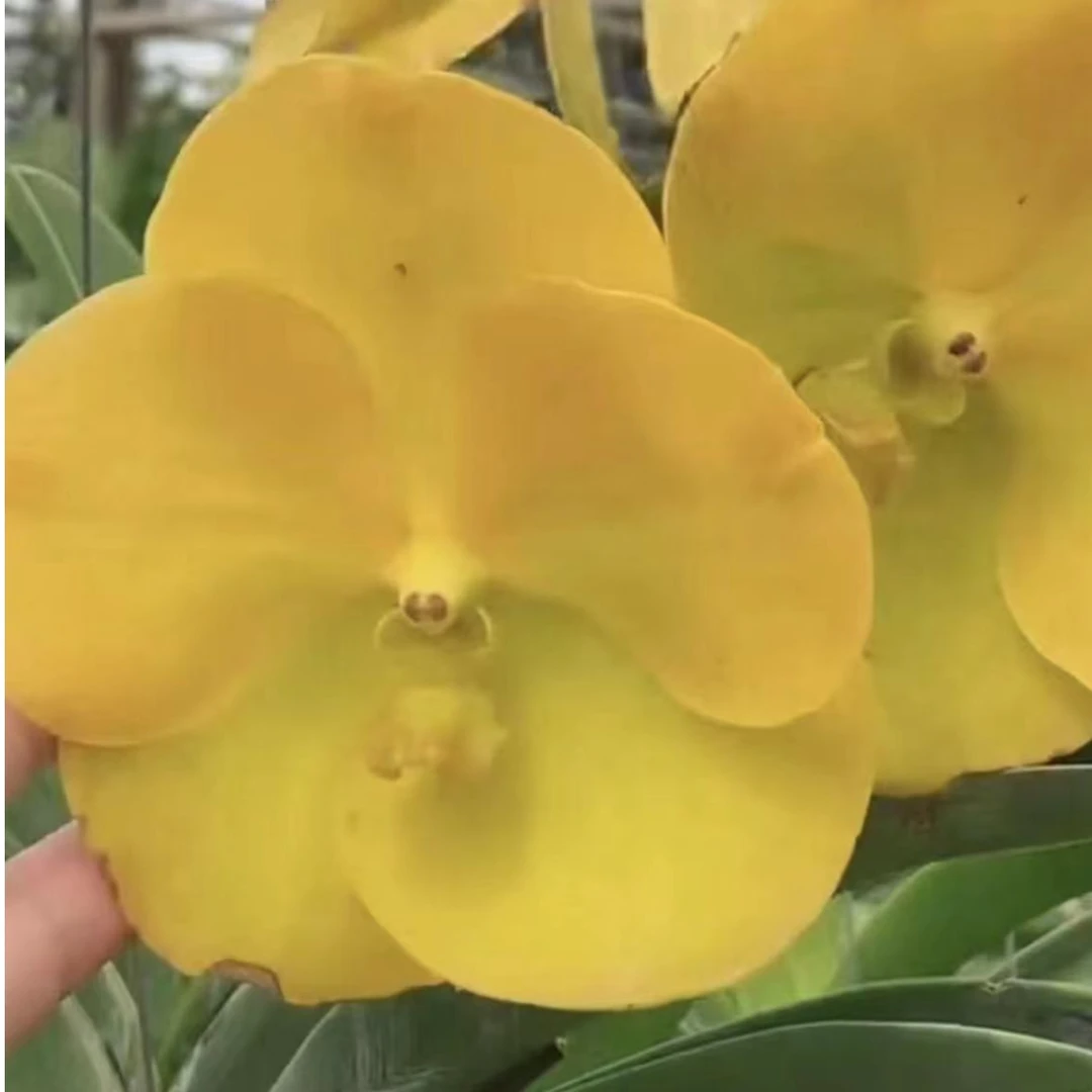 【南诏优选】初秋（阿迪萨卡）万代兰兰花，植成活养护难度低，花期长