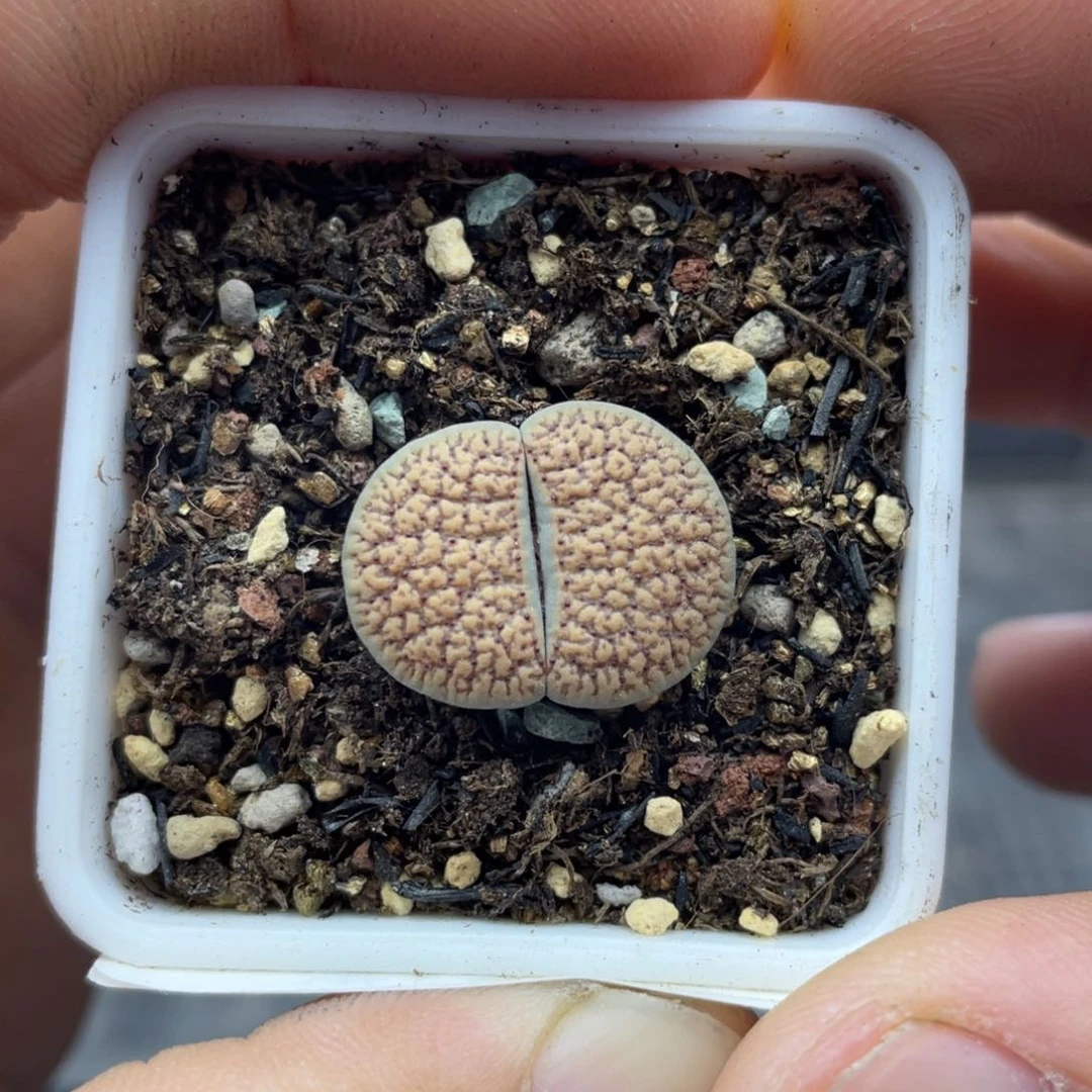 00000000000000000000000442