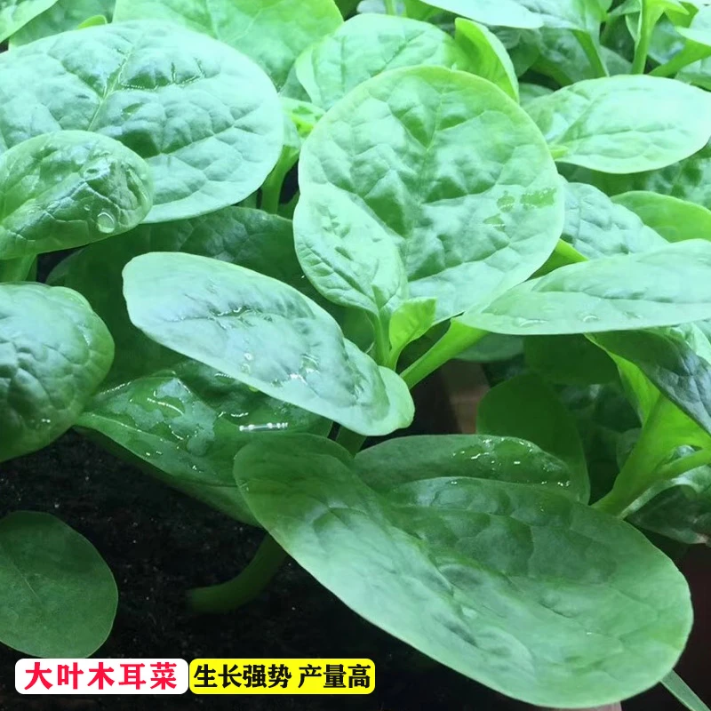 【木耳菜种子】大叶木耳菜种子落葵小青菜耐高温高湿盆栽蔬菜种子