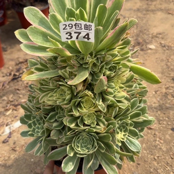 艳凝……多肉植物……