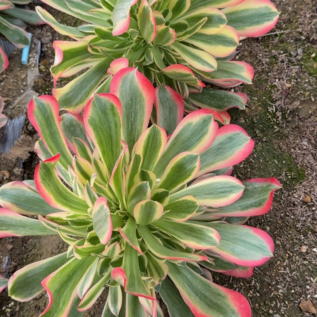 报***姐妖月两个。多肉植物