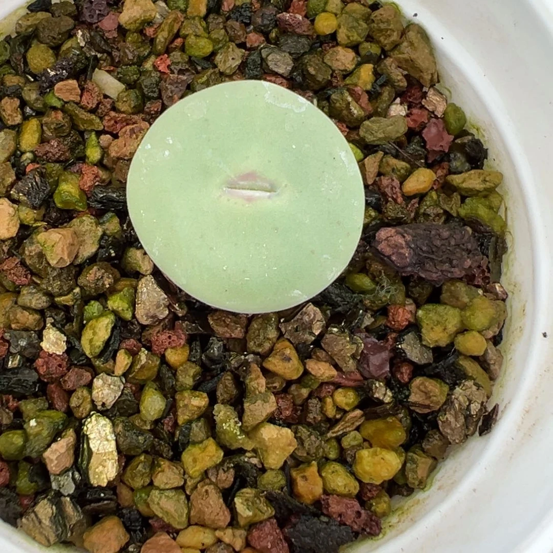 25-86红嘴多肉植物