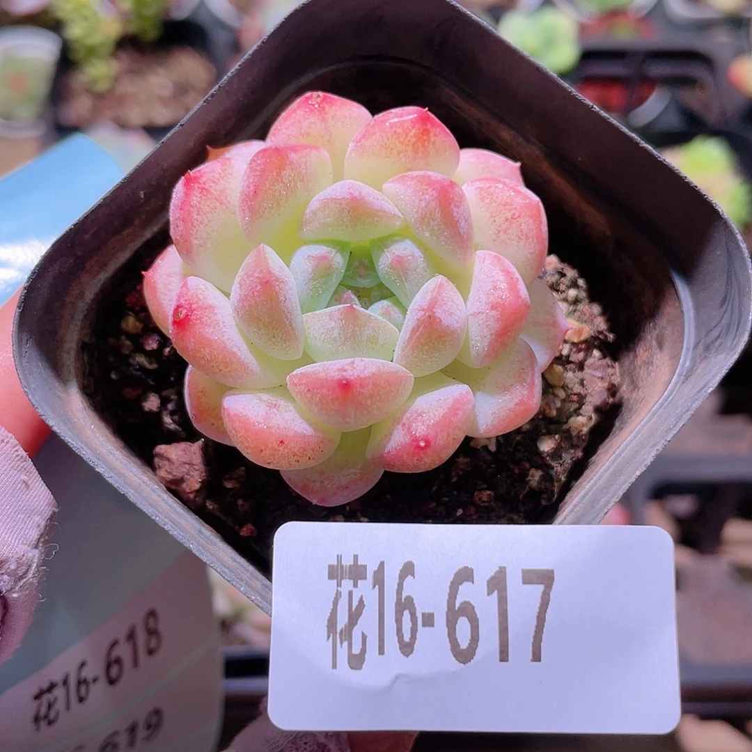 花利美16-617白桃汽水
