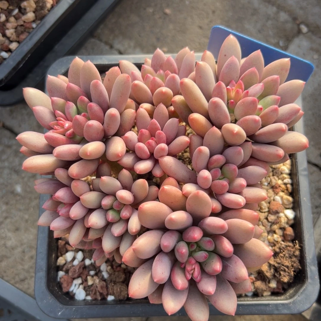 丽珠美人111111111111