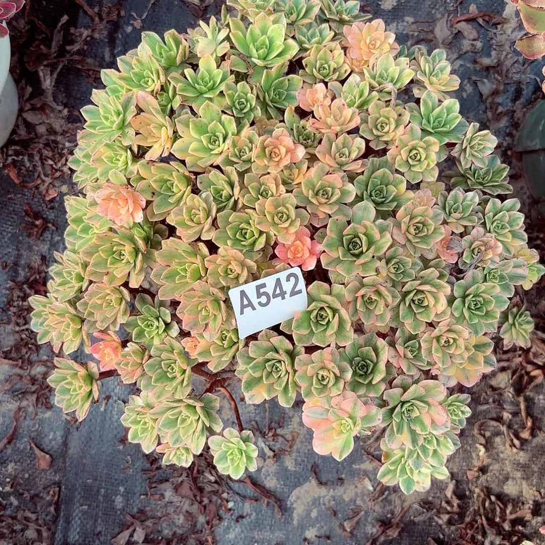 甜茶1-38偏远不包邮