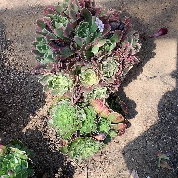 813两颗多肉植物