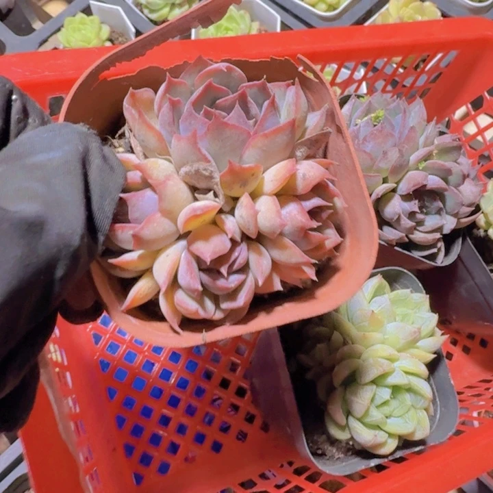 糖*星精品暗冰多肉植物