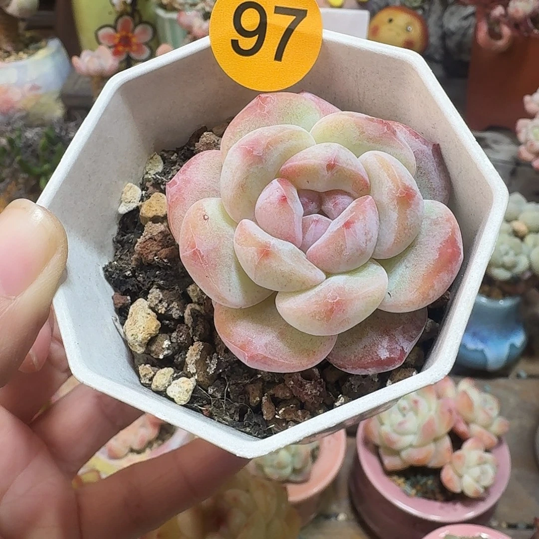 97 脱土 不包整 30元包邮非偏远