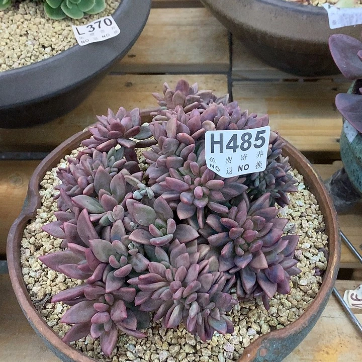 桃花源缀化 非偏远38包邮 节后发