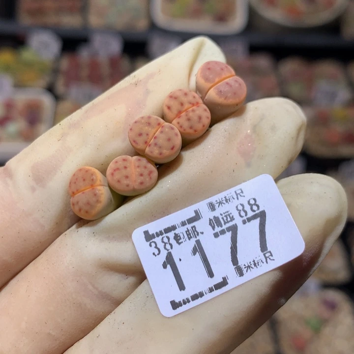 ?***?精品sss石石花1177