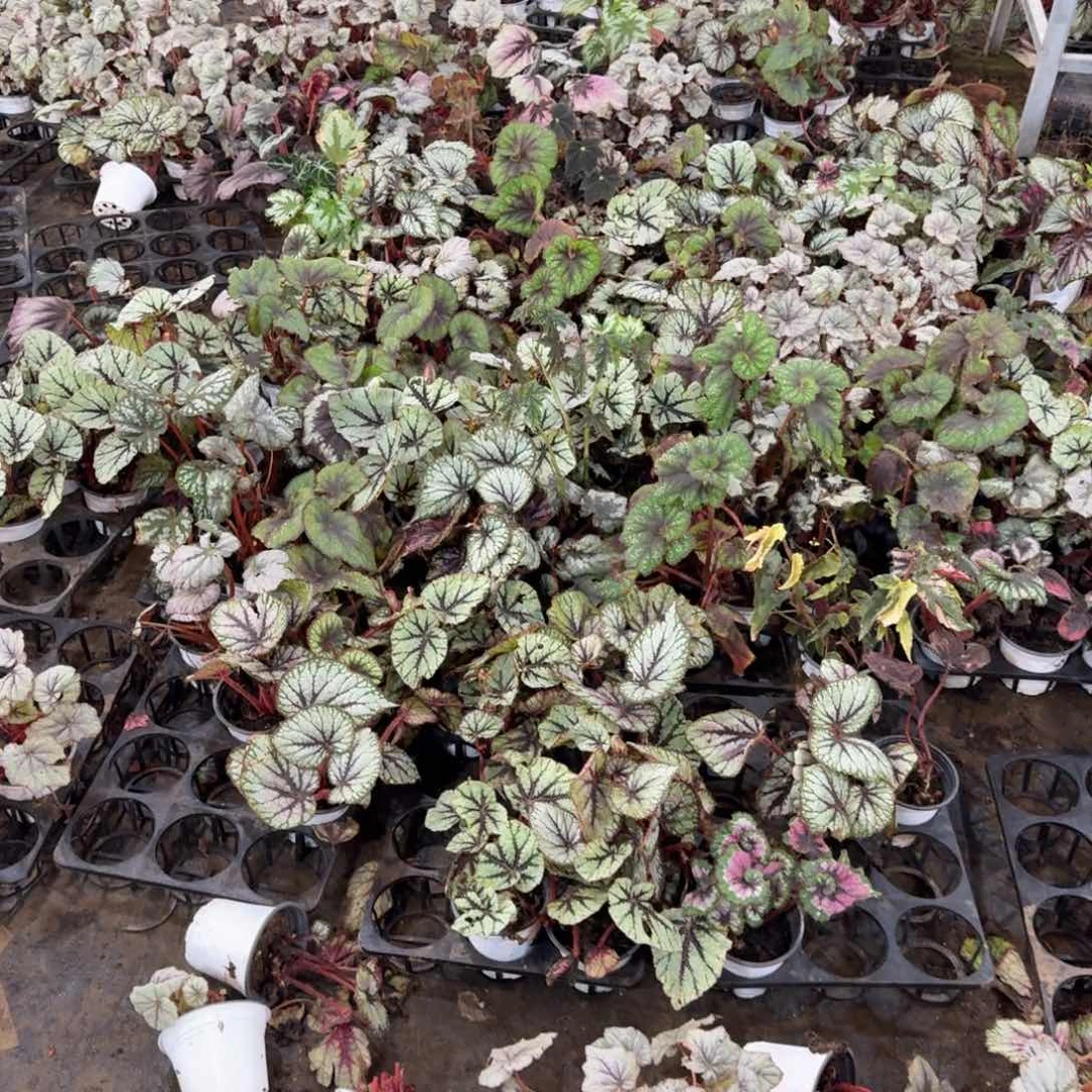 不开花植物随机秋海棠一颗无售后
