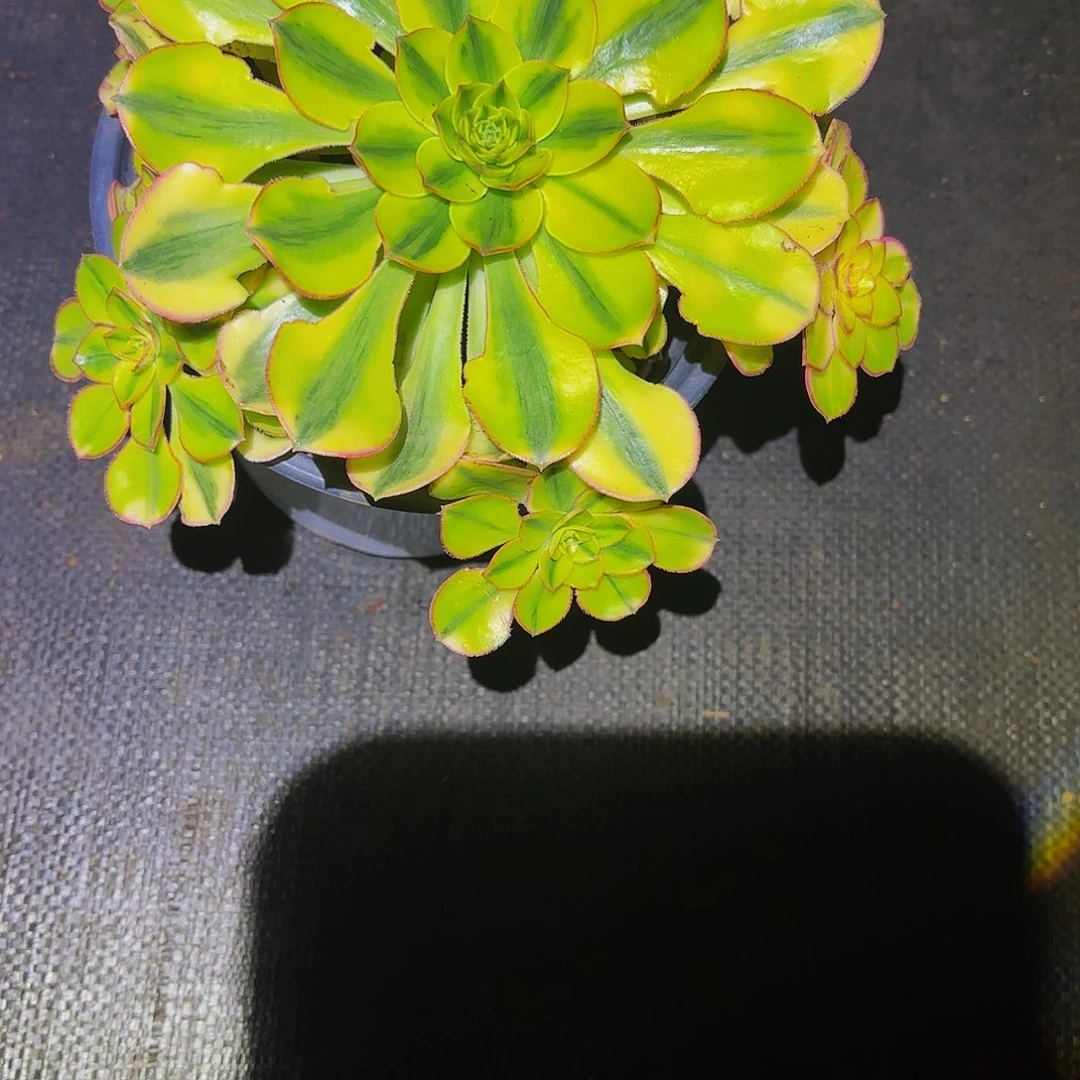 y***z331多肉植物植物植物发