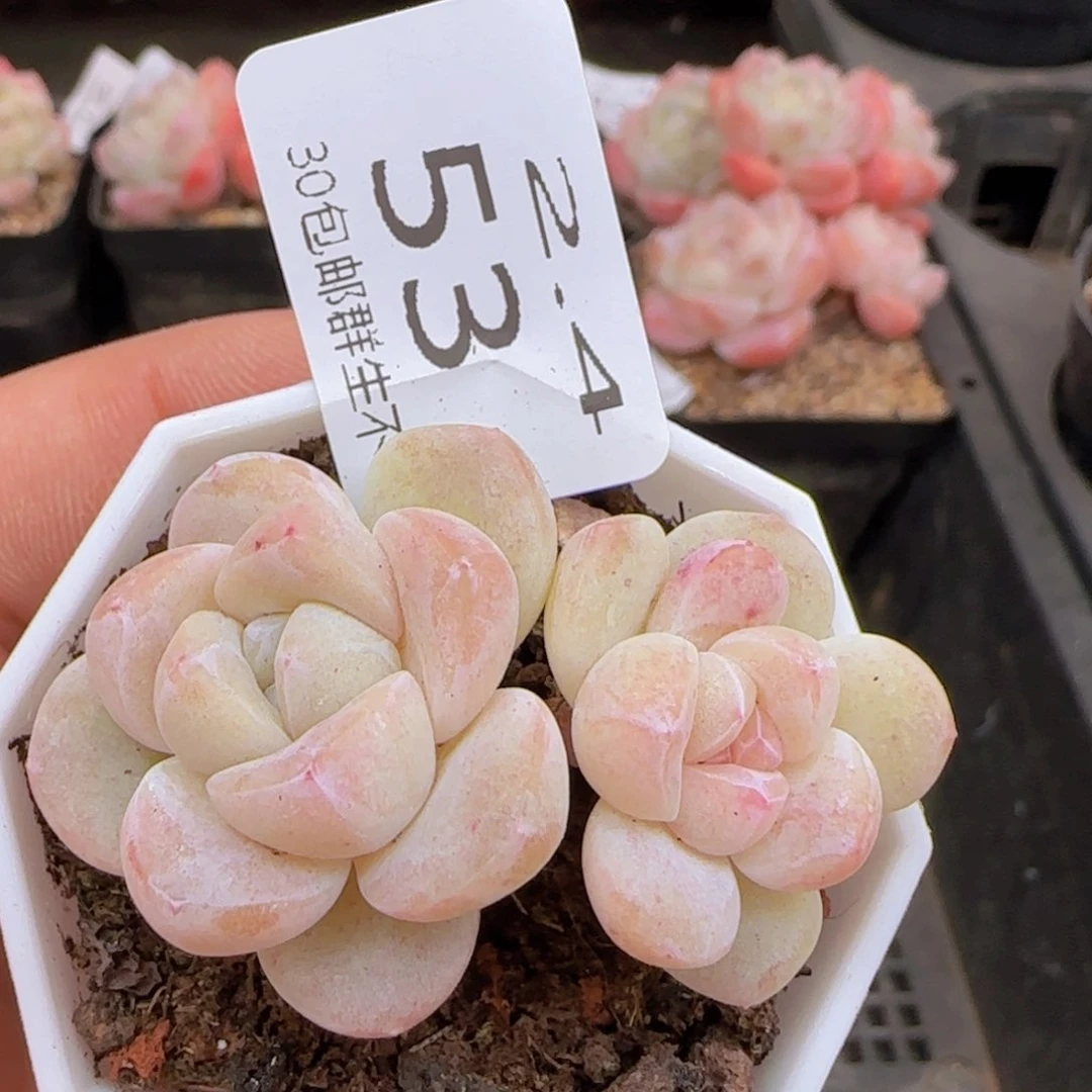 白体糖心冰玉一颗