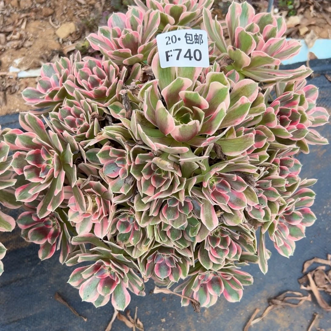 人***辰740妖月，多肉法师