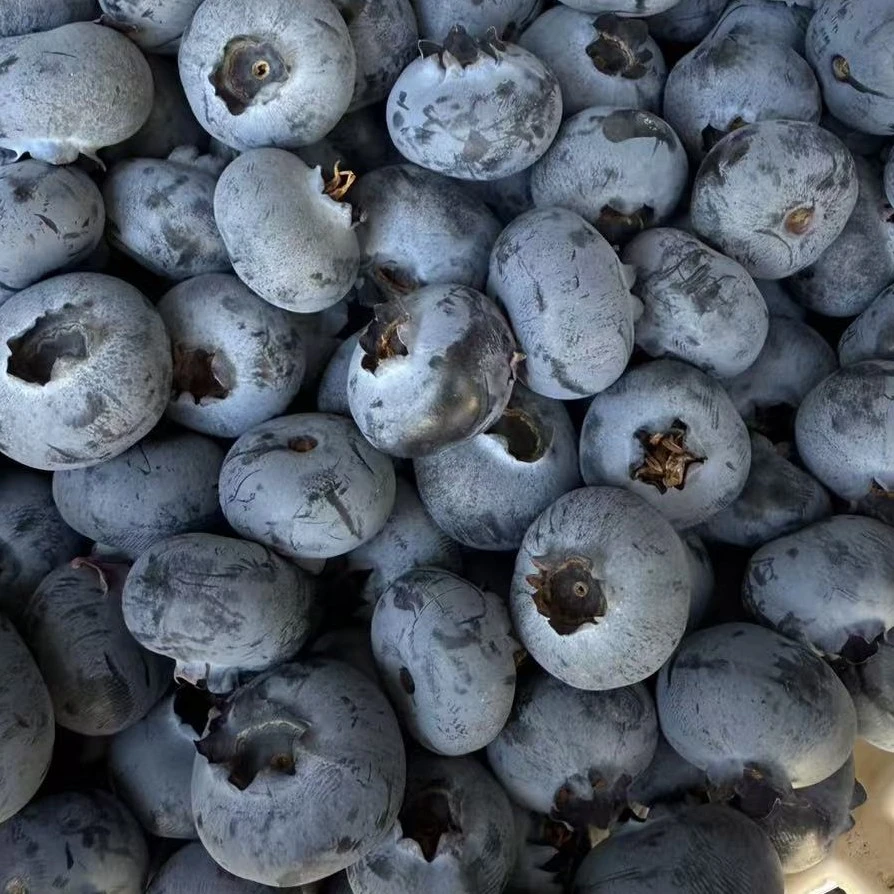 1桶 云南L11蓝莓  巨无霸18-22mm规格 新人活动开播福利 头茬