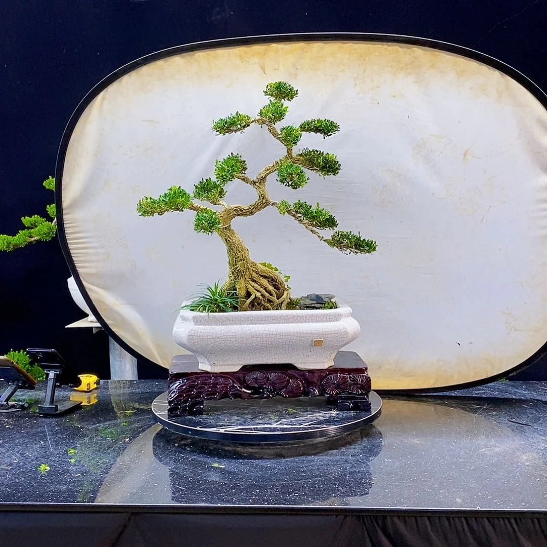 无花朵黄杨盆景制作