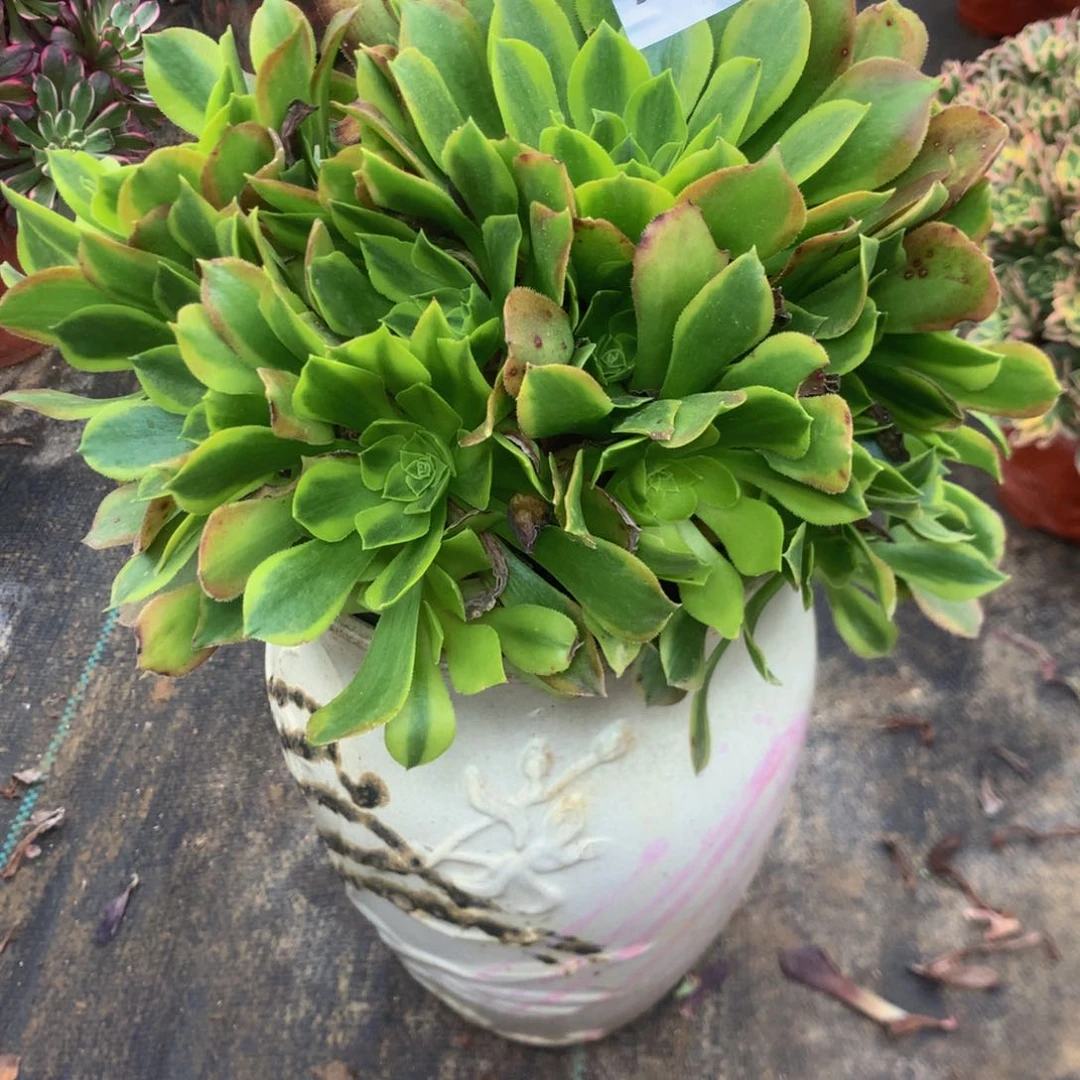 明*829青檬多肉植物