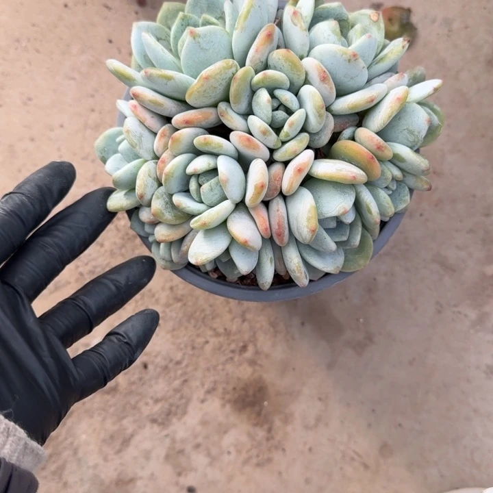 玲***玲13厘米左右一物一拍的