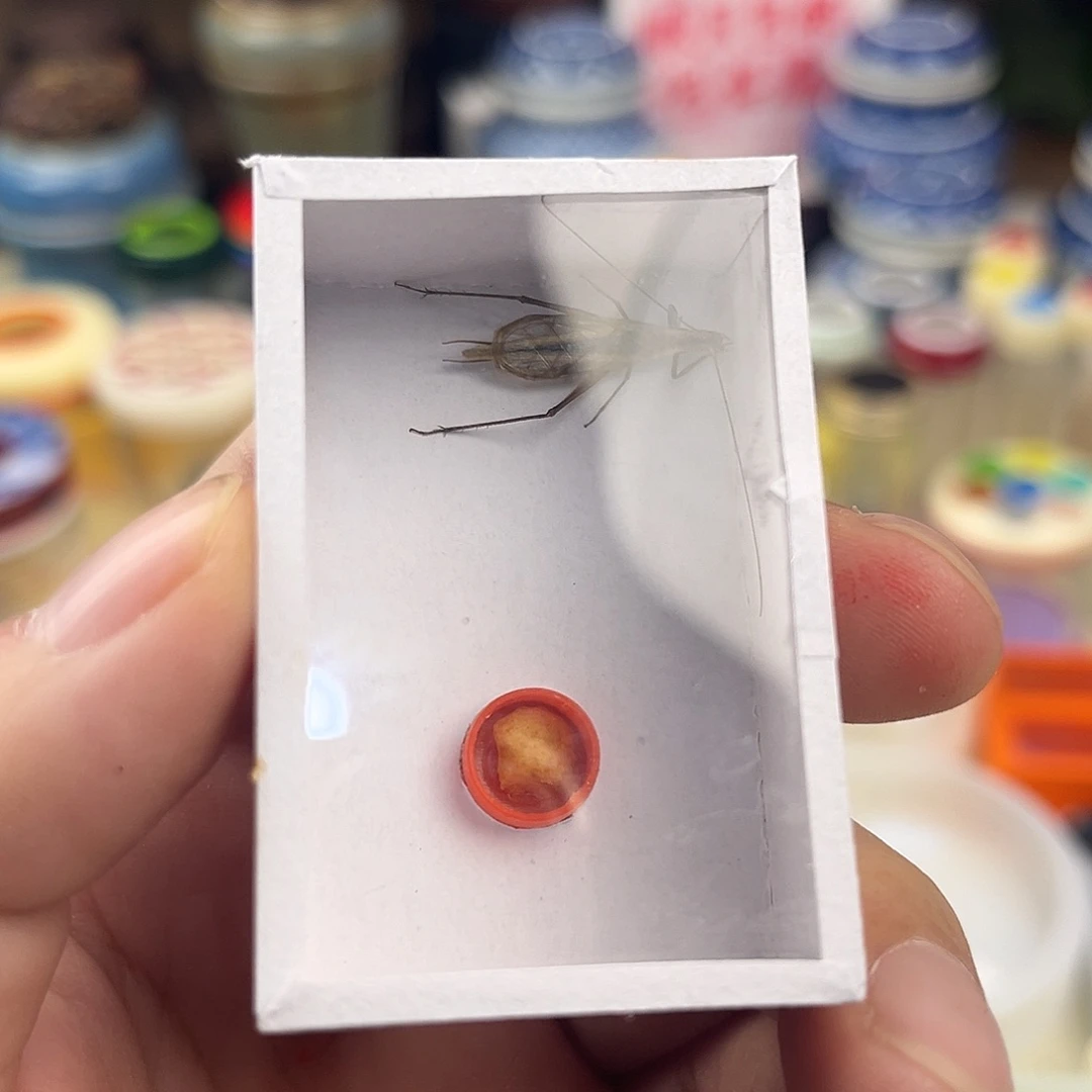 一条中长须红山竹岭