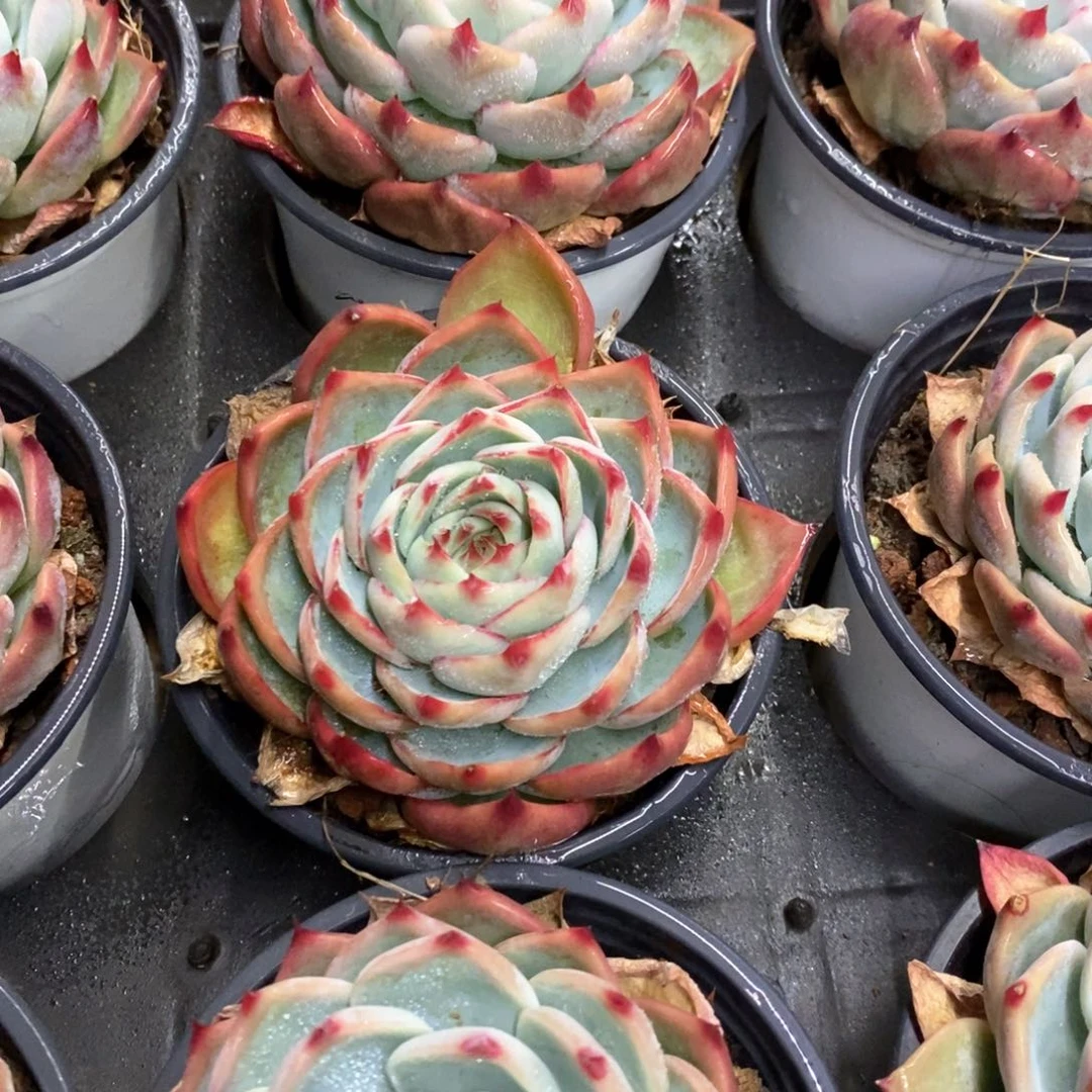 71。返祖惊鸿。单头。