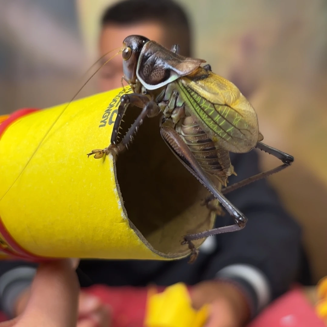 大****蝈蝈蝈蝈福福价格