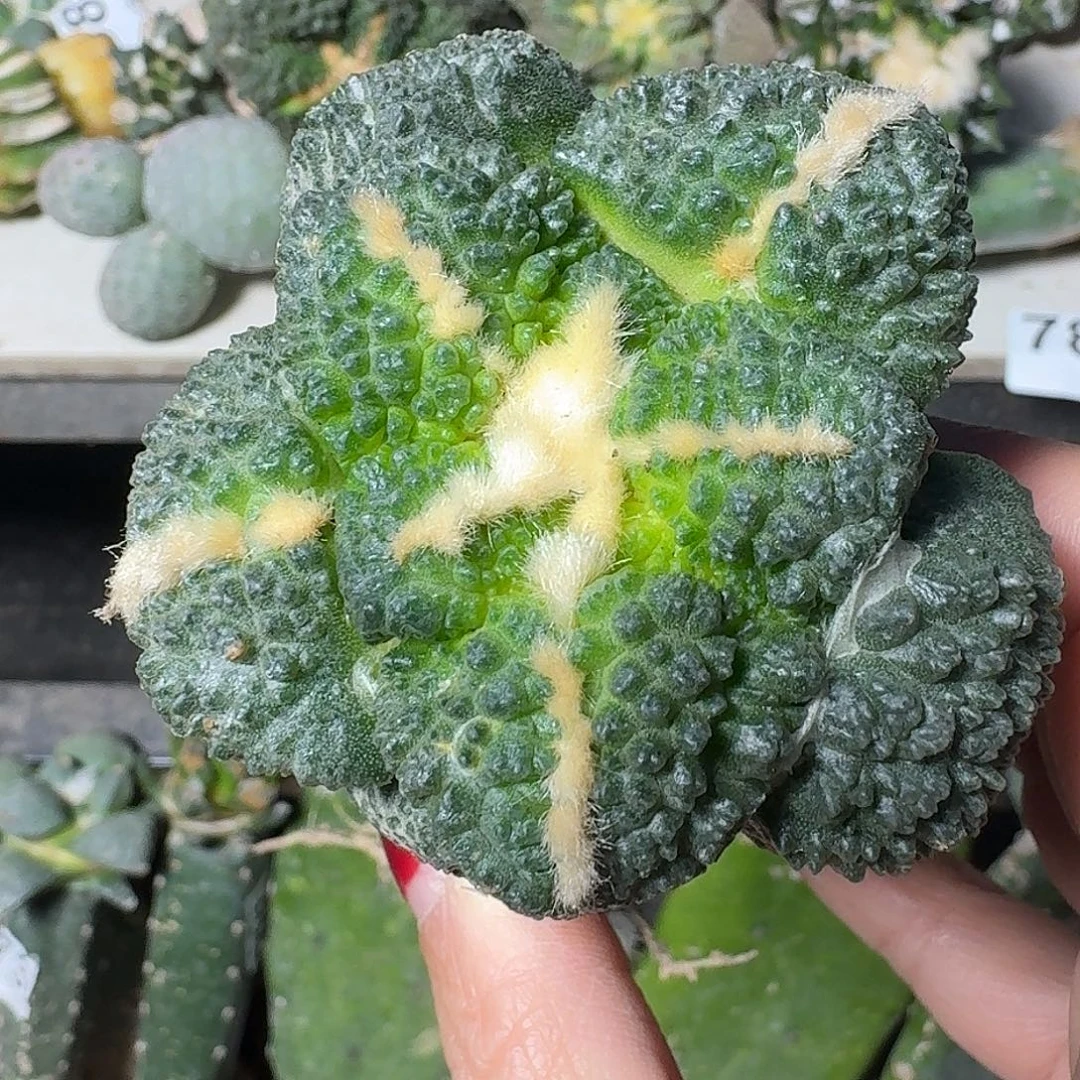 全部花朵大尤哥连762