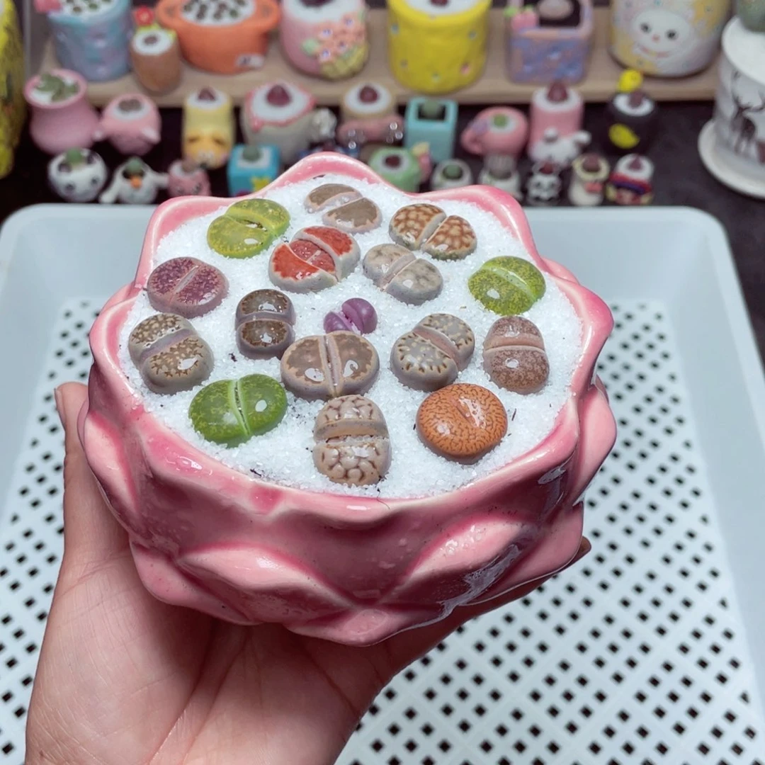 w9203 -带盆土发货，零下地区拍保温箱