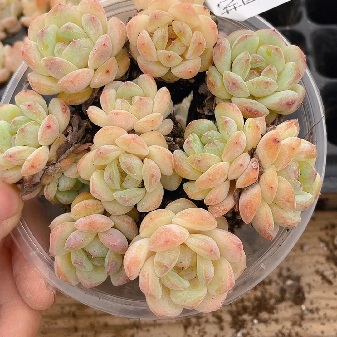 多肉植物多肉植物780