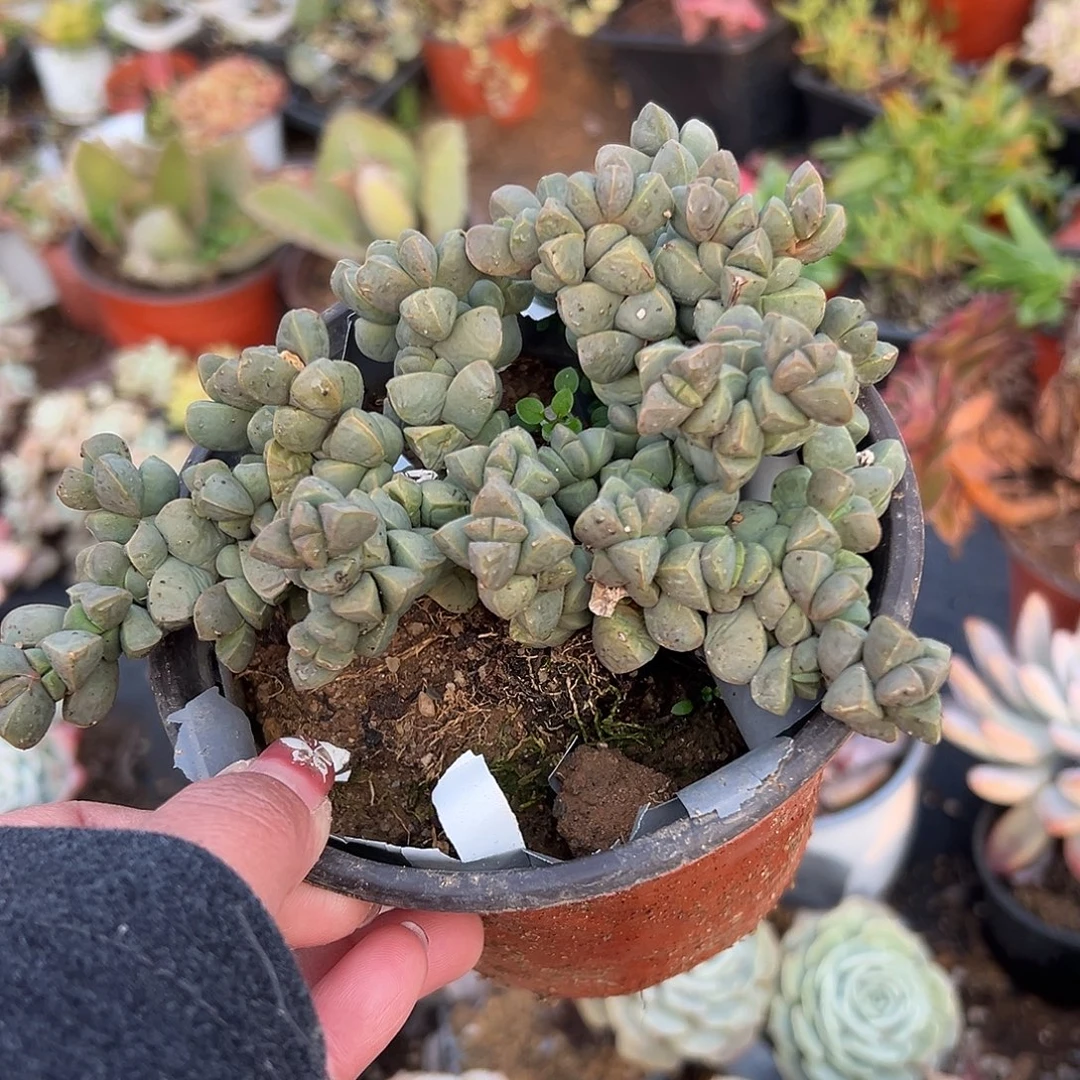 多肉植物开播福利