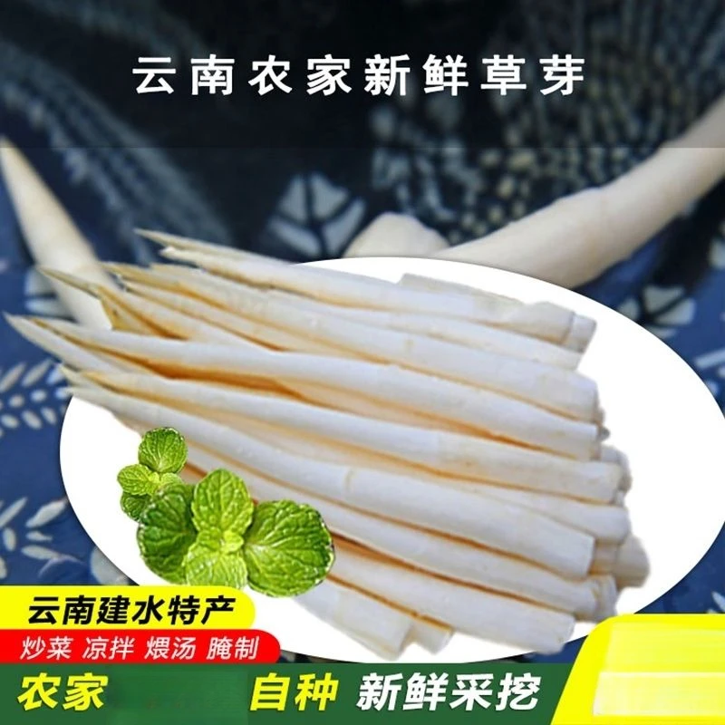 云南特产建水草芽新鲜象牙菜当季舌尖美食用凉拌鲜嫩时令农家蔬菜