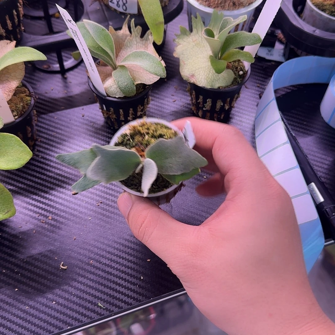 侏儒omg鹿角蕨鹿角蕨