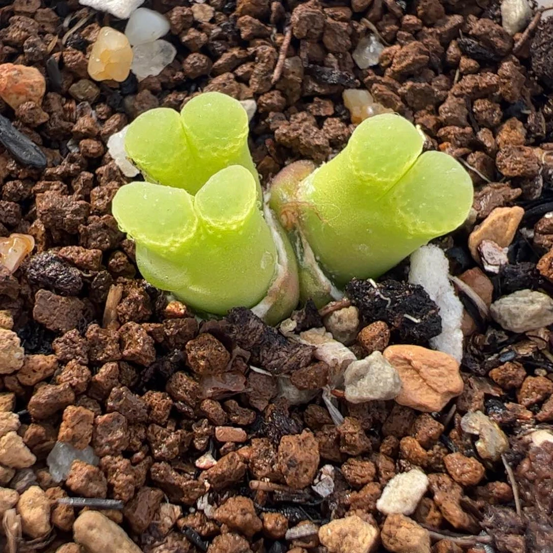 412多肉植物组合