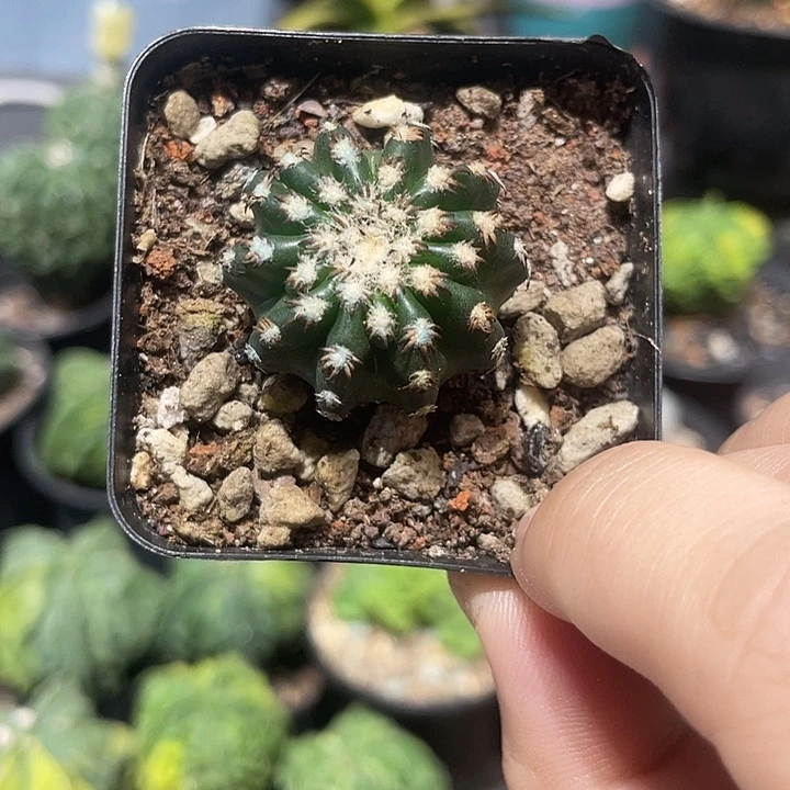 实生小奇特球仙人球
