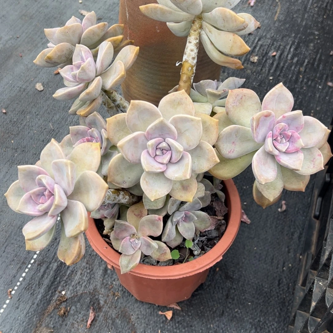 多肉植物老桩紫乐