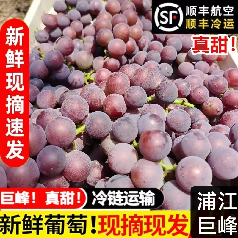 葡萄浦江巨峰葡萄新鲜孕妇水果整串包甜农场正宗冷链顺丰