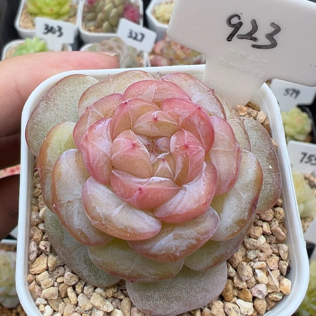 923号芳草 晗雨多肉