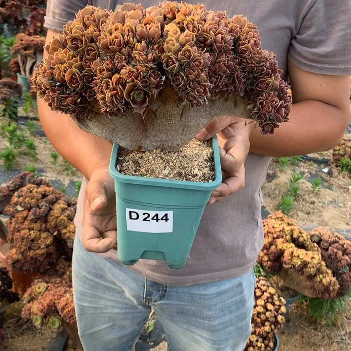 骑****姨244号玫瑰朵朵脱土发货